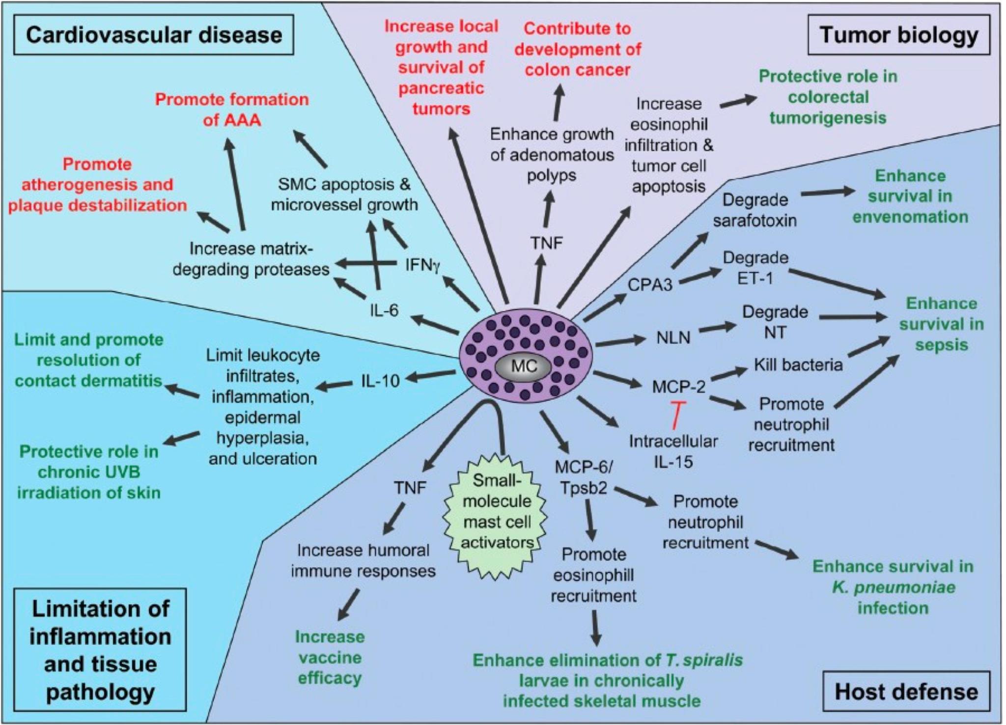 Mast Cell Activation Syndrome pathways