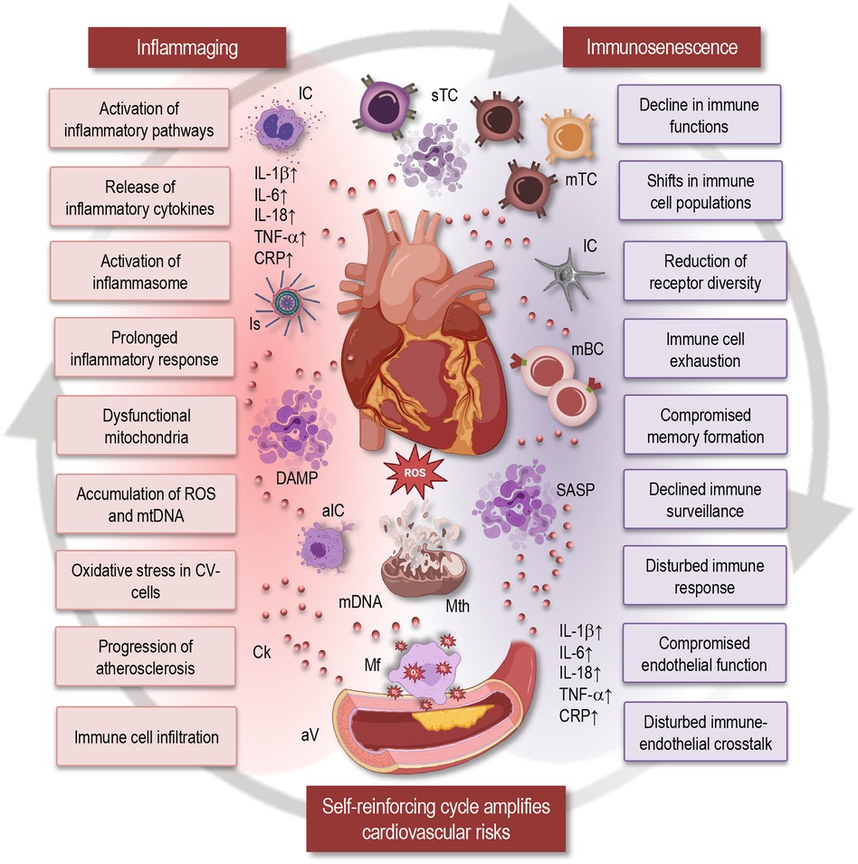 Diagram of inflammaging and immunosenescence driving cardiovascular risk