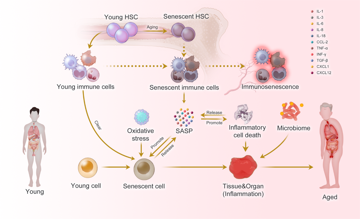 Inflammaging pathways