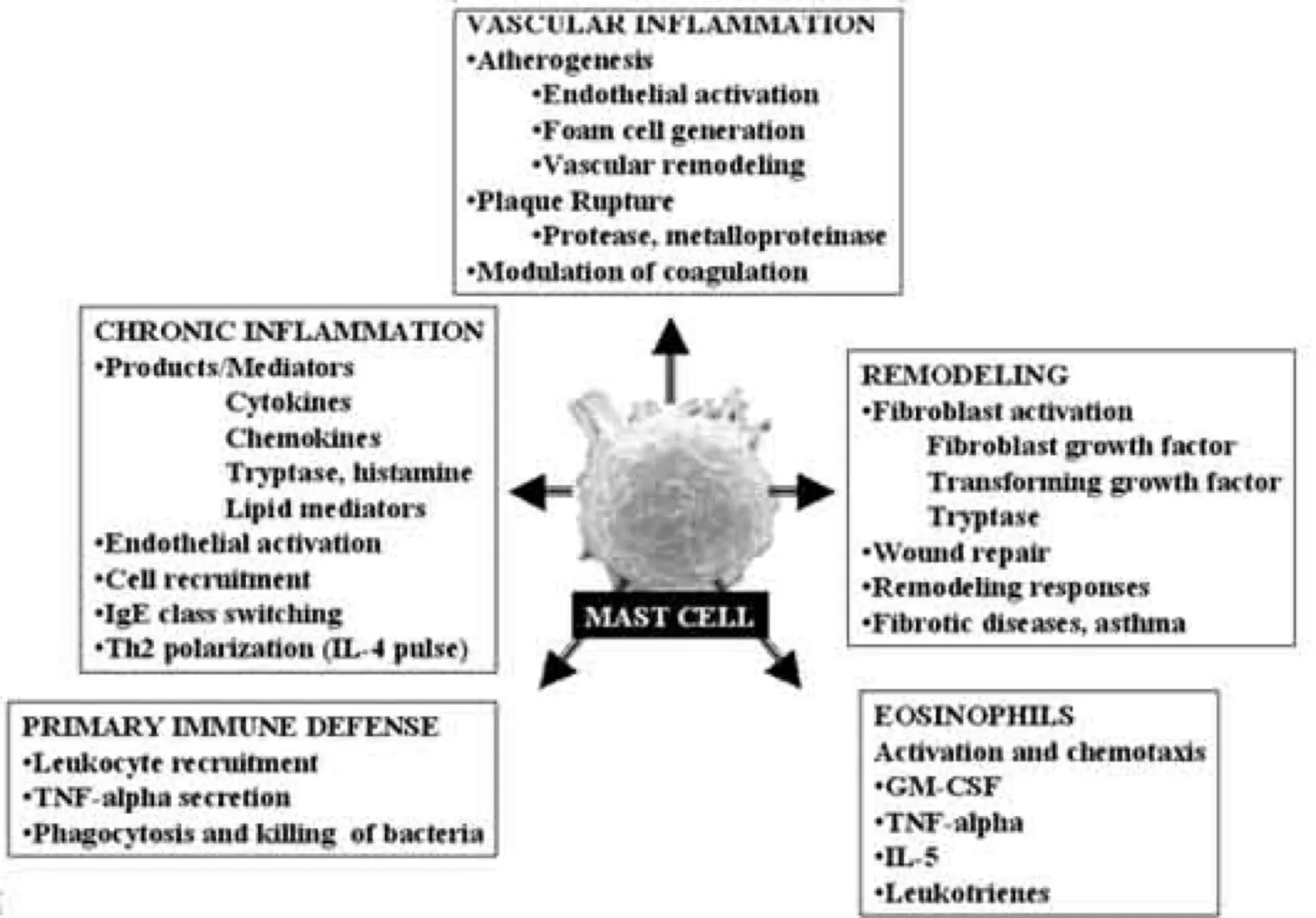 Diagram of the mast cell's role across multiple physiological systems